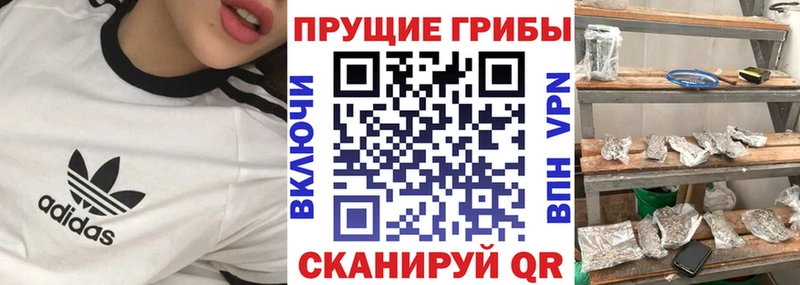 omg зеркало Вышний Волочёк Псилоцибиновые грибы Psilocybe наркотики